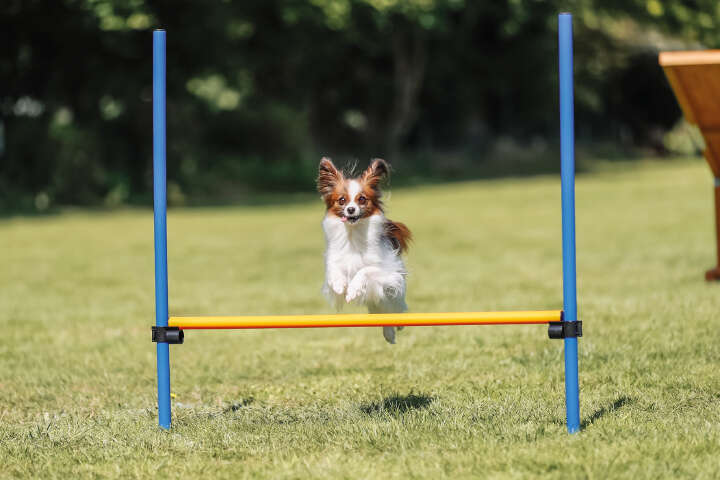 TRIXIE Hunde-Trainingshürde Fun Agility